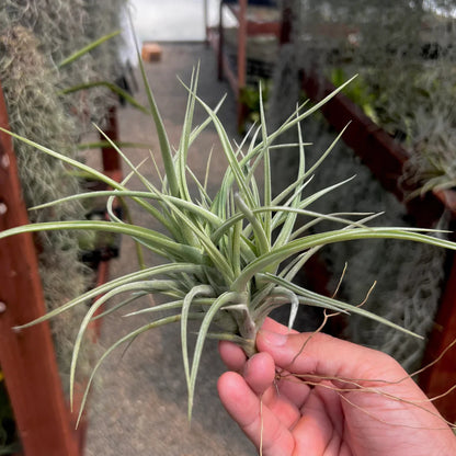 Tillandsia Pohliana Air Plant Pack Of 2