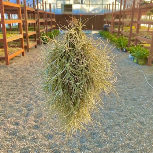 Spanish Moss Air Plant Pack Of 2