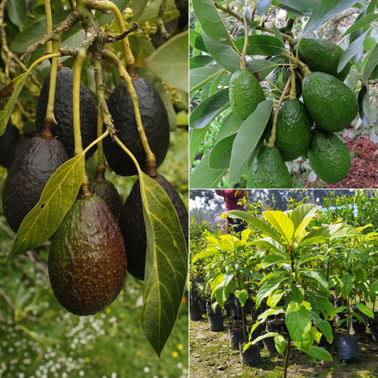 Avocado