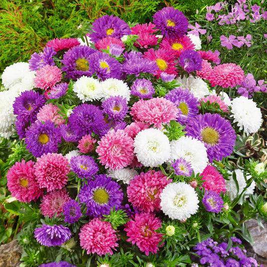 Aster Formula Mixed Flower Seeds