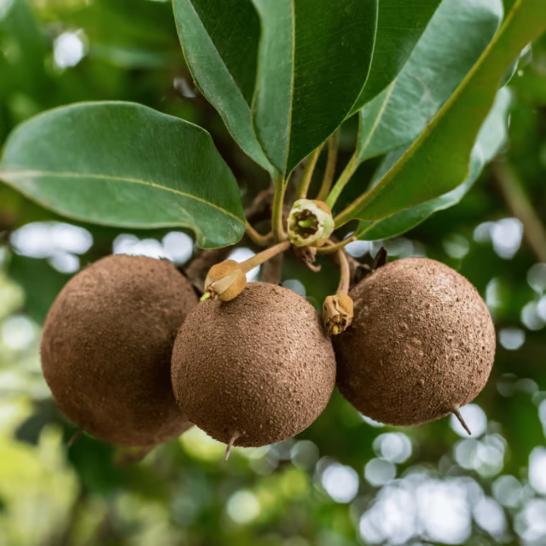 Live Grafted Cricket Ball Chikoo Plant – Get Fruit in Just 1 Year!