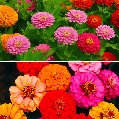 Liliput Mix  - Buy 1 Get 1 Free [450 SEED]