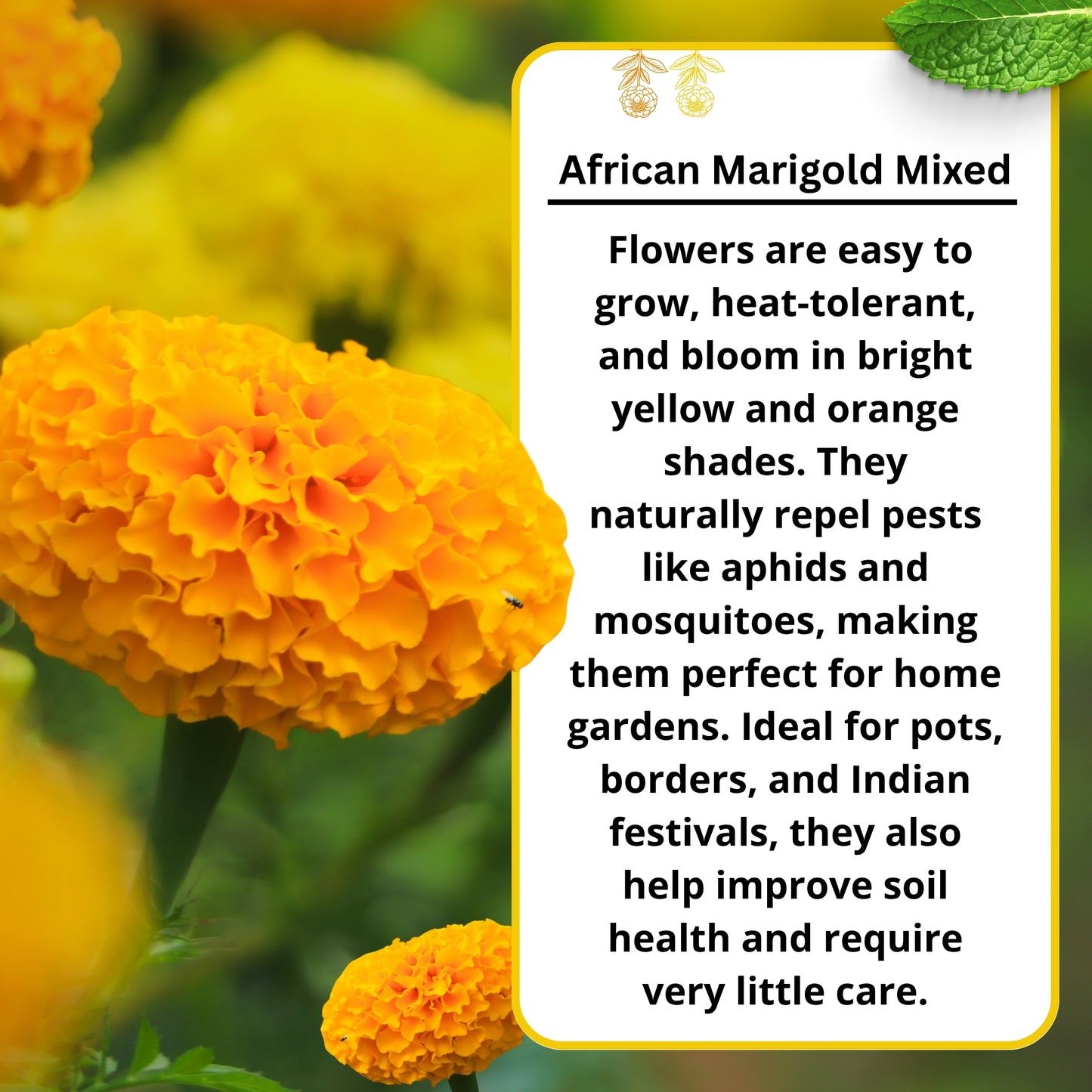 African Marigold Mixed Flower Seeds