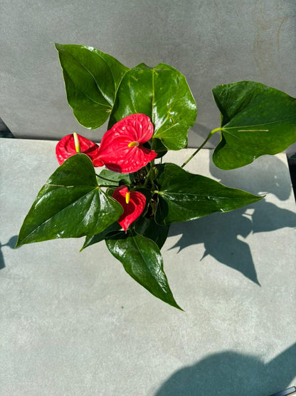 Anthurium plant