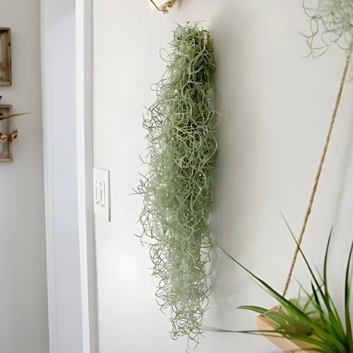 Spanish Moss Air Plant Pack Of 2