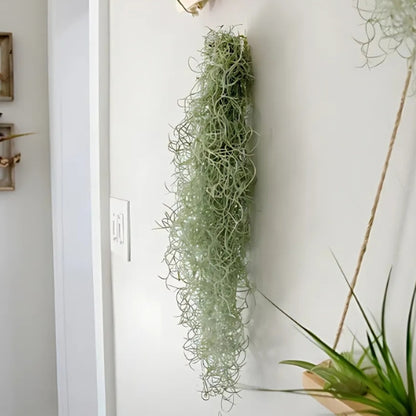 Spanish Moss Air Plant Pack Of 2