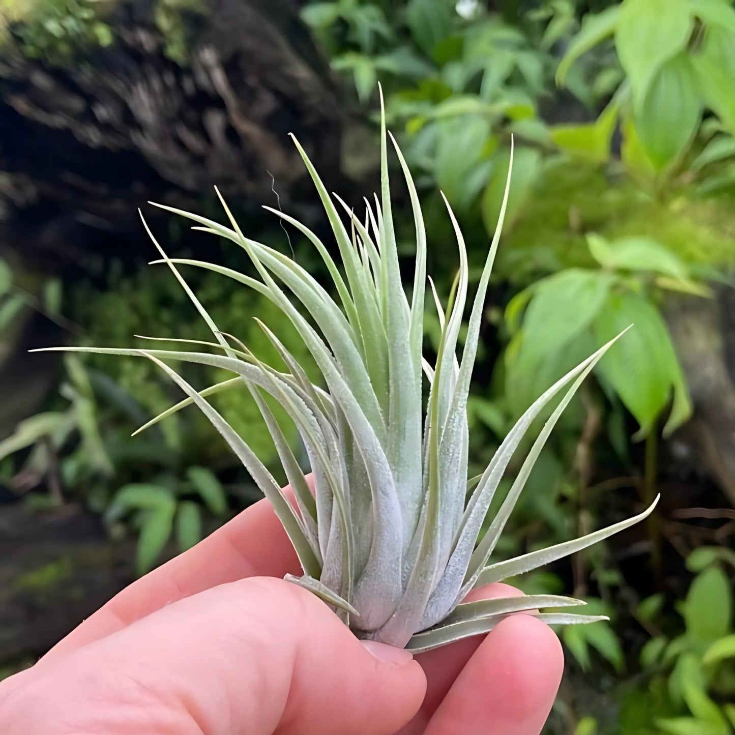 Tillandsia Pohliana Air Plant Pack Of 2