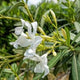Kaner White Plant