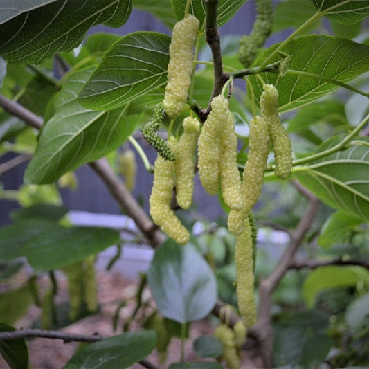 shahtoot / Mulberry