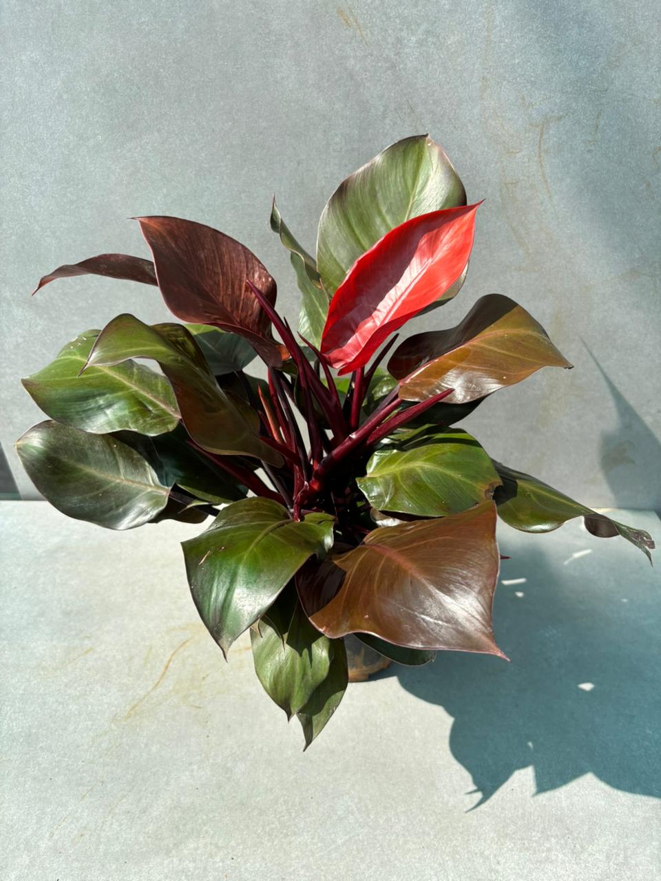philodendron plant