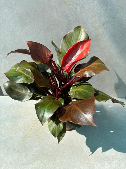philodendron plant