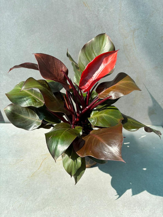 philodendron plant