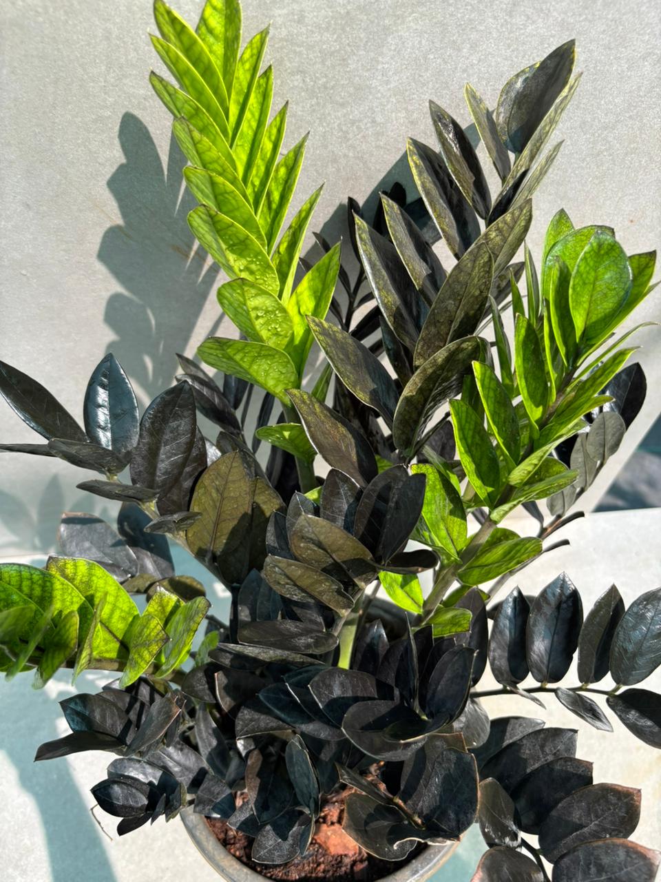 Black zamia / Raven ZZ plant