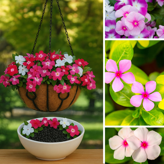 Vinca rosea - Dwarf Megenta