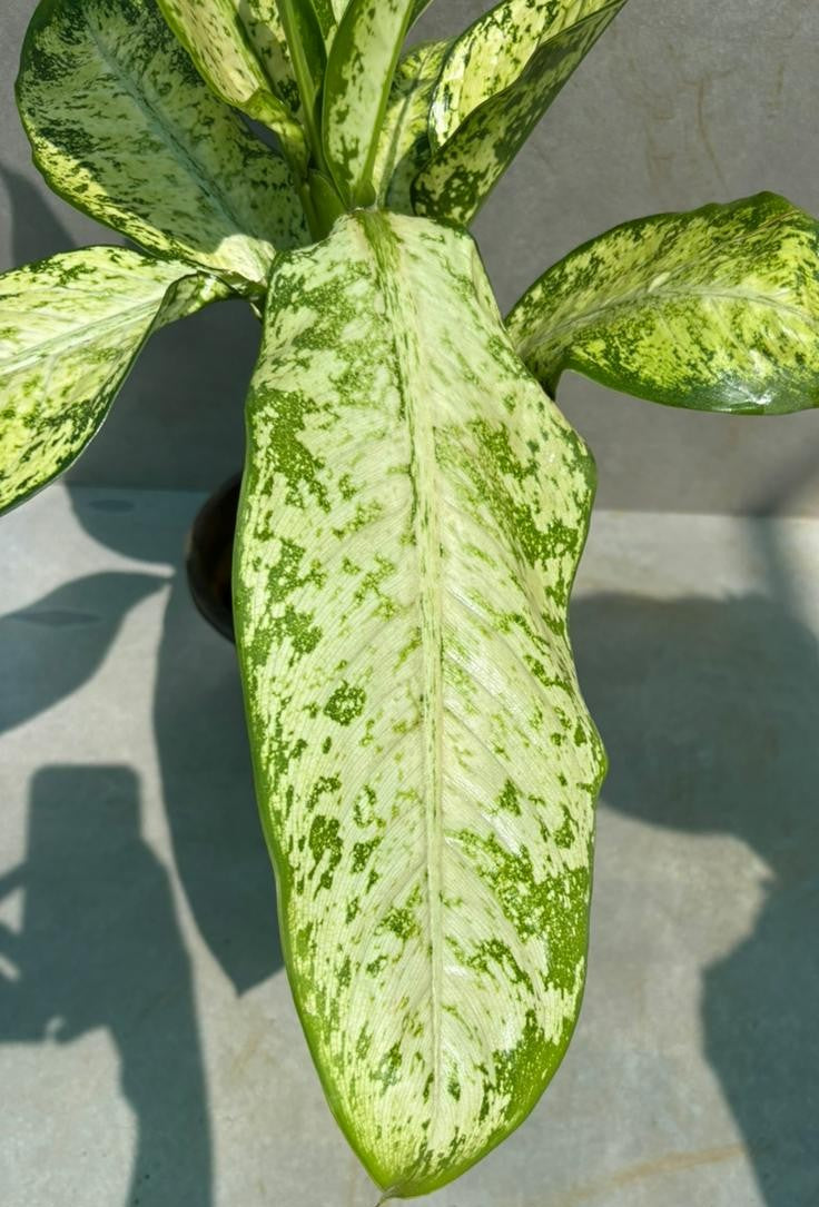 Dieffenbachia