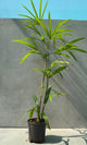 Raphis Palm