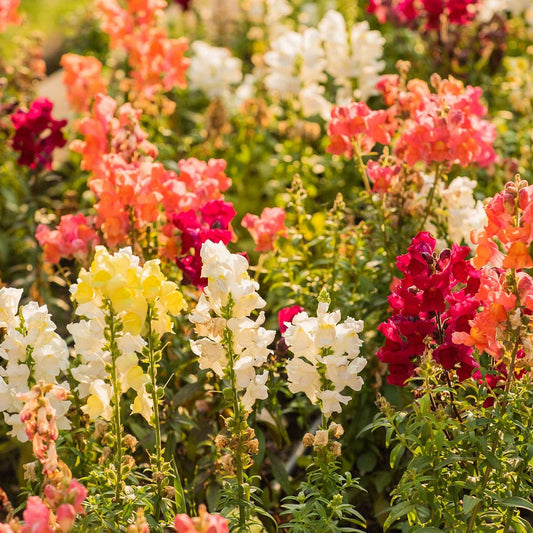 Snapdragon F1 Dwarf Snapshot Series Seeds