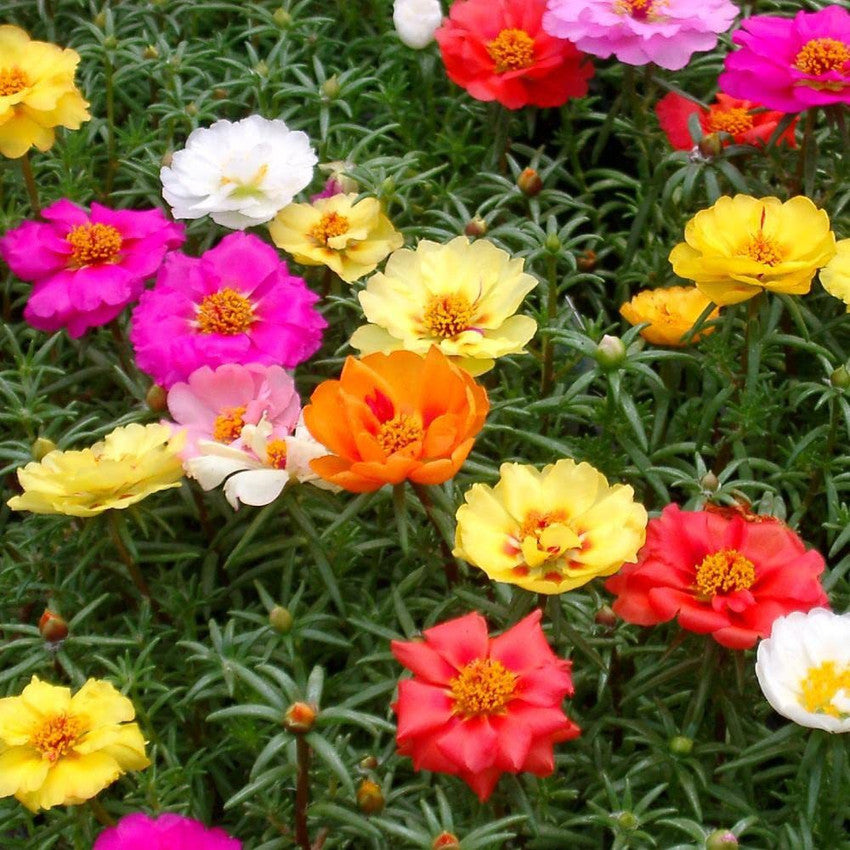 Portulaca Happy Trails F1 Series Seeds