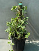 Marble Queen