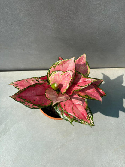 Aglaonema