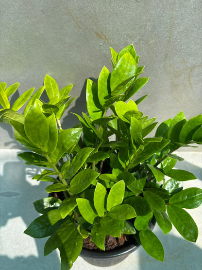 ZZ Plant