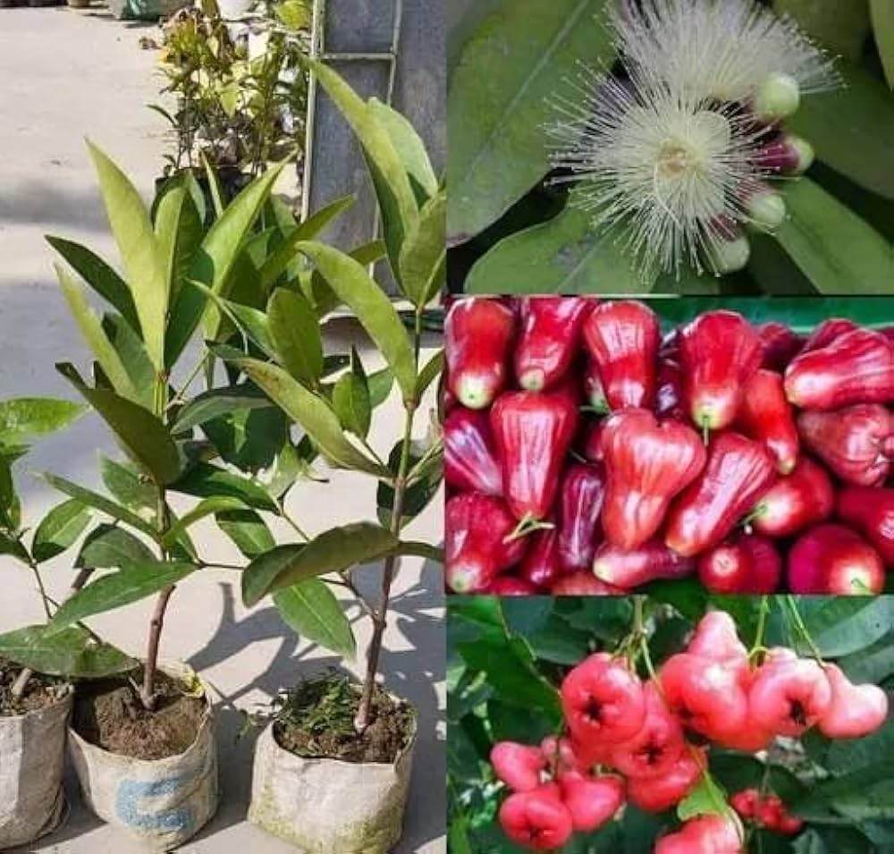 Red Missile Water Apple