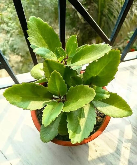 pathri plant