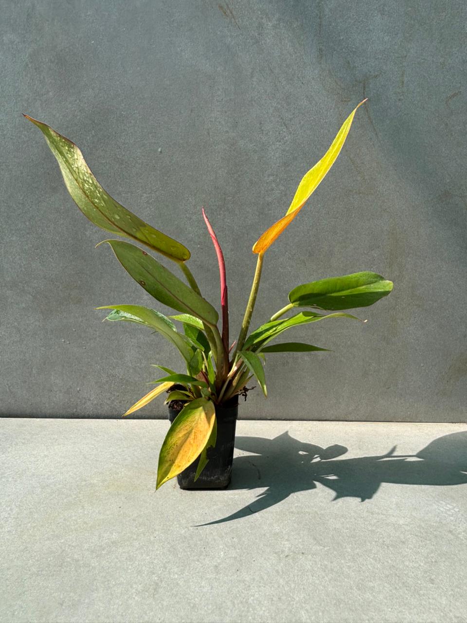 philodendron plant