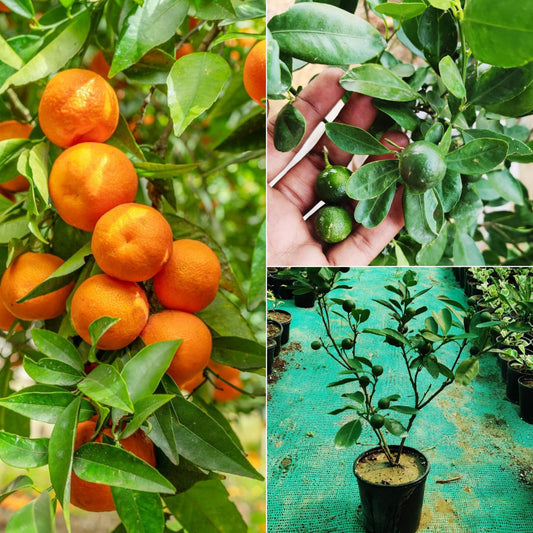 Chinese Orange