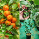 Chinese Orange
