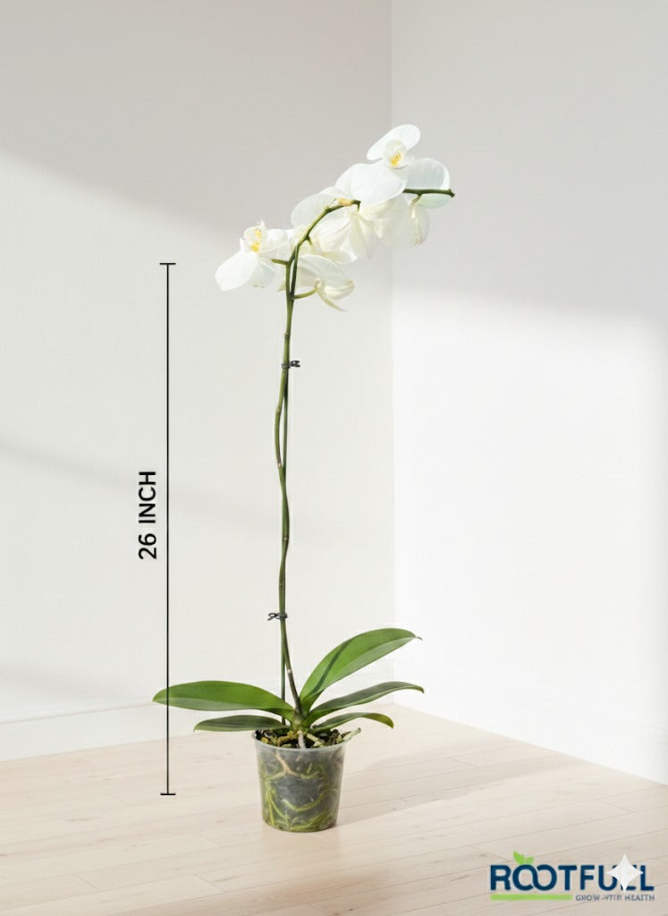 Orchid