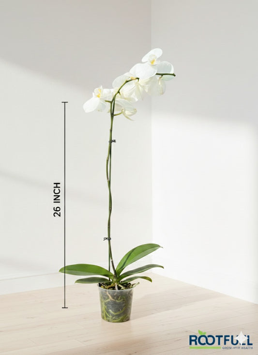 Orchid