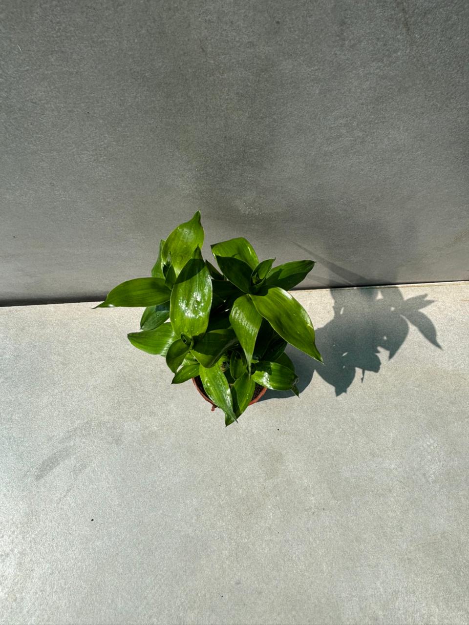Lotus Bamboo (Dracaena sanderiana)