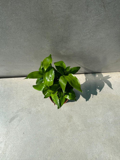 Lotus Bamboo (Dracaena sanderiana)
