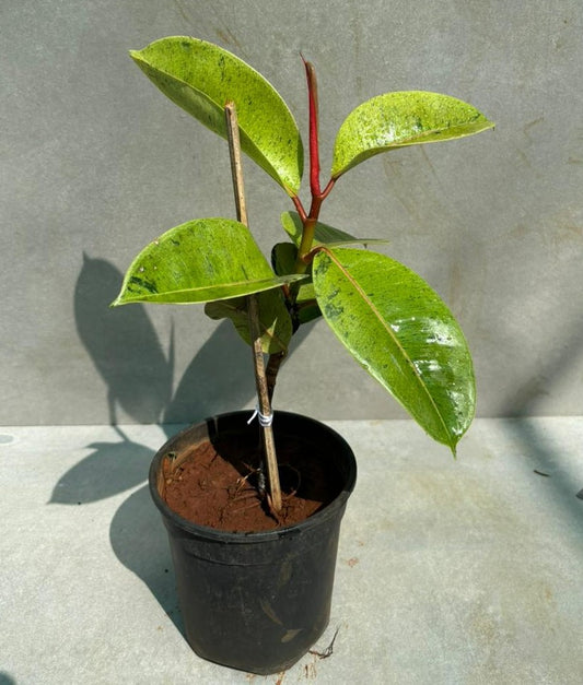 Ficus elastica