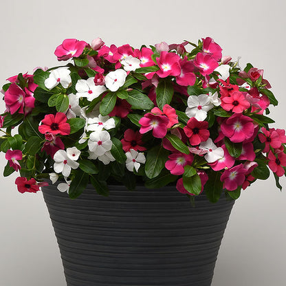Vinca New Day F1 Series Flower Seeds