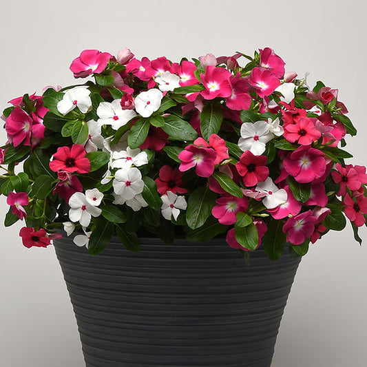 Vinca New Day F1 Series Flower Seeds