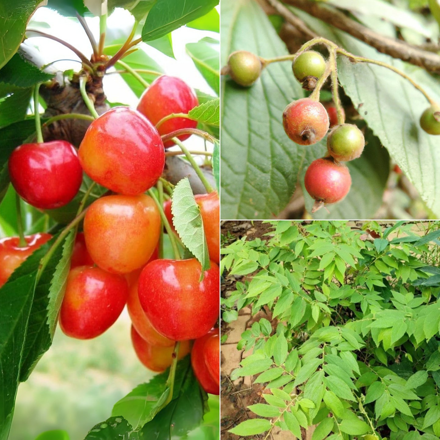 Cherry Singapore