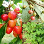 Cherry Singapore
