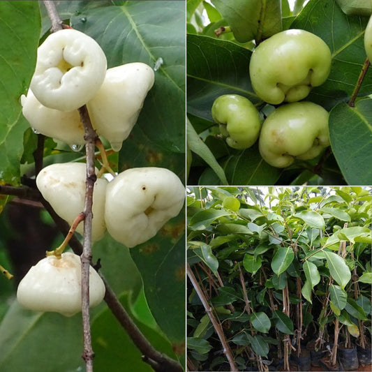 White Jamun