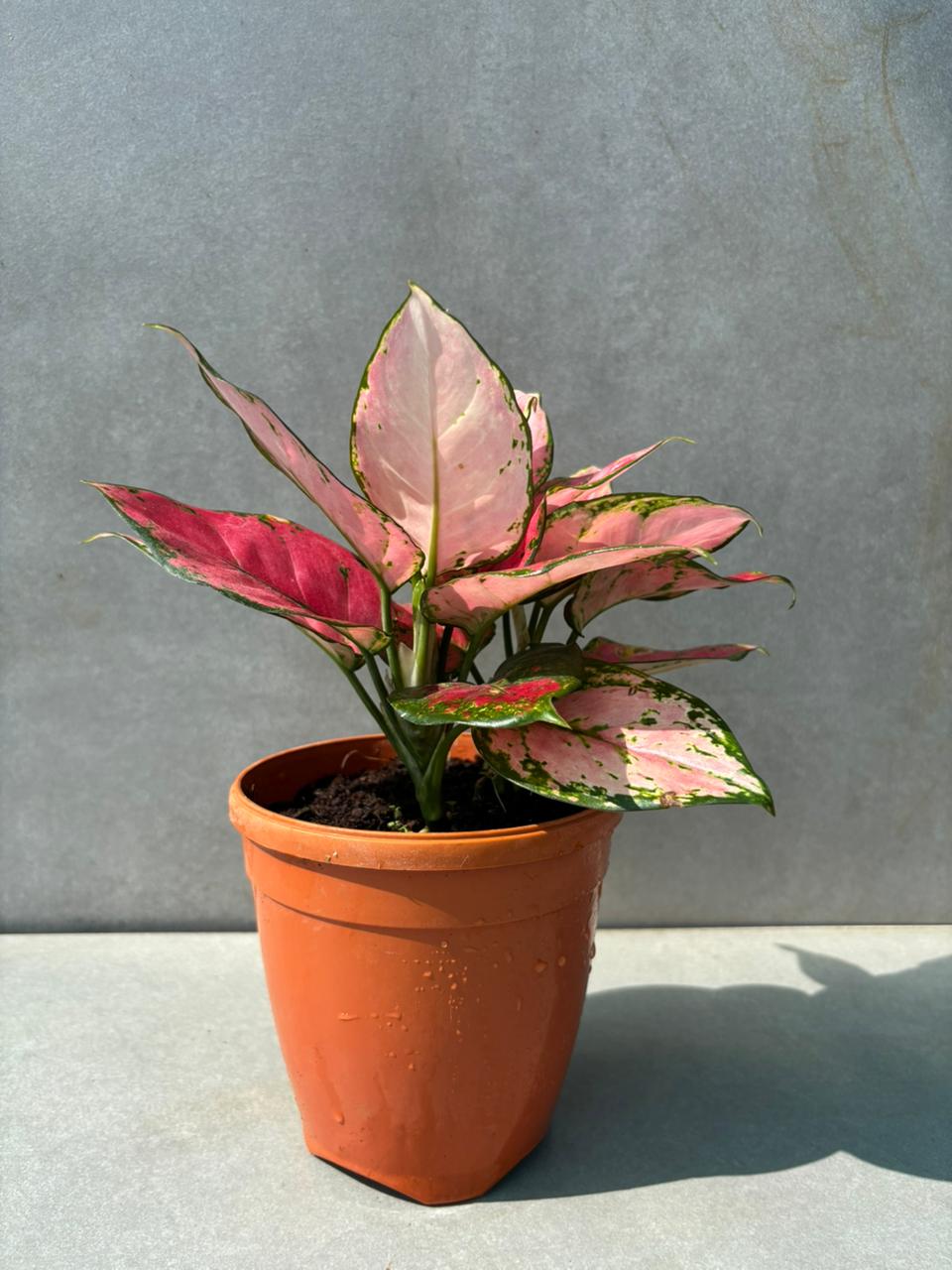 Aglaonema