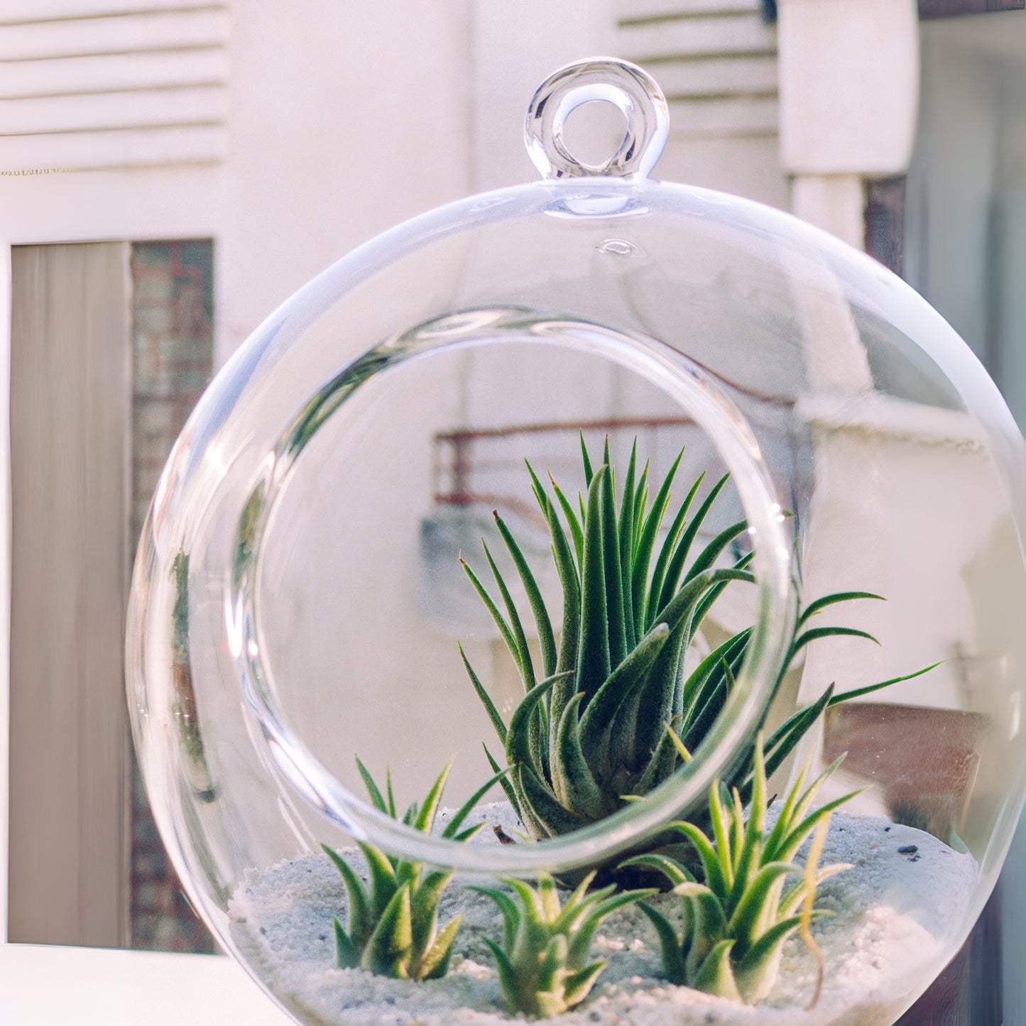 Tillandsia Pohliana Air Plant Pack Of 2