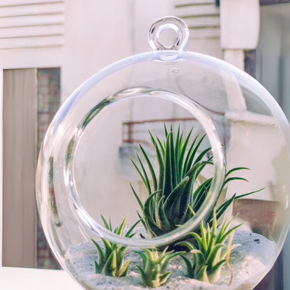 Tillandsia Pohliana Air Plant Pack Of 2