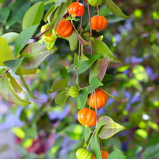 Suriname Cherry