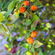 Suriname Cherry