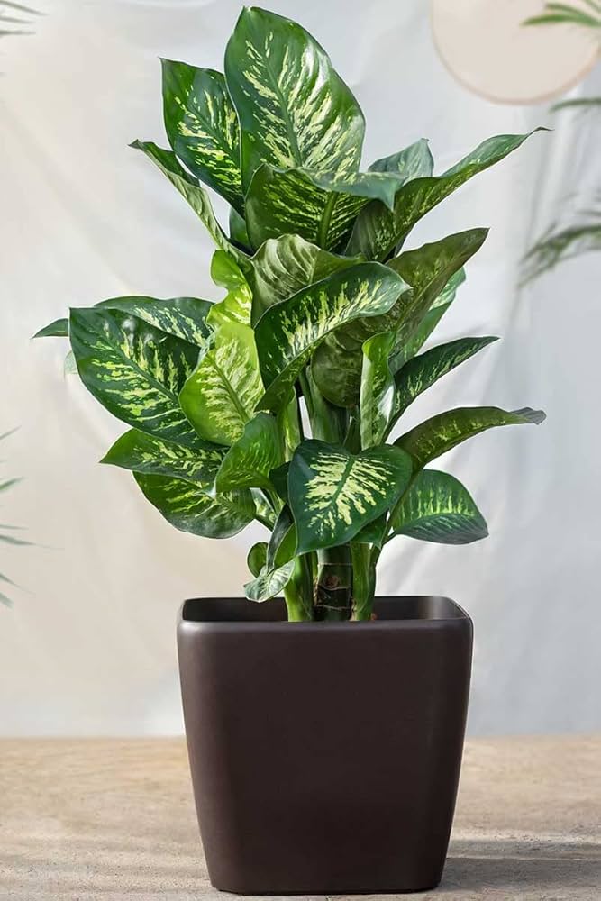 Daifan plant