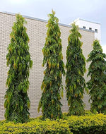 Asopalav ubho