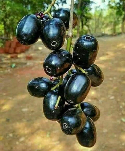 Rootfuel - Live Grafted KG10 Jamun Plant – Grow Jumbo, Sweet Black Plums!
