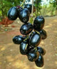 K 10 Jamun