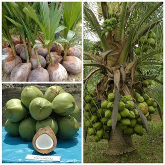 Hybrid Nariyal